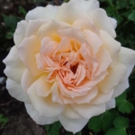 Chandos Beauty (Чандос Бьюті)